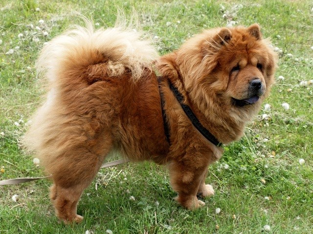 Chow Chow thumbnail